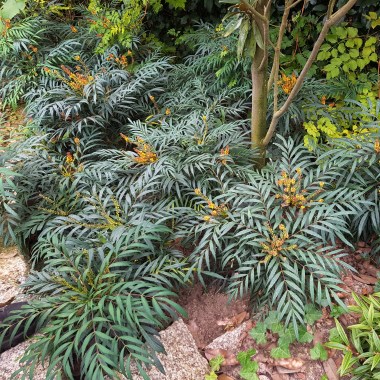 mahonia volcano (2)
